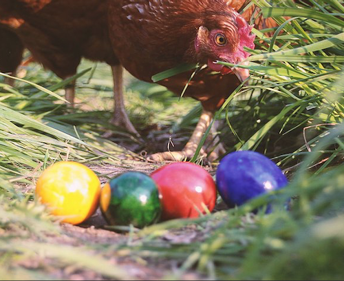 Wie wir unsere Eier bunt färben